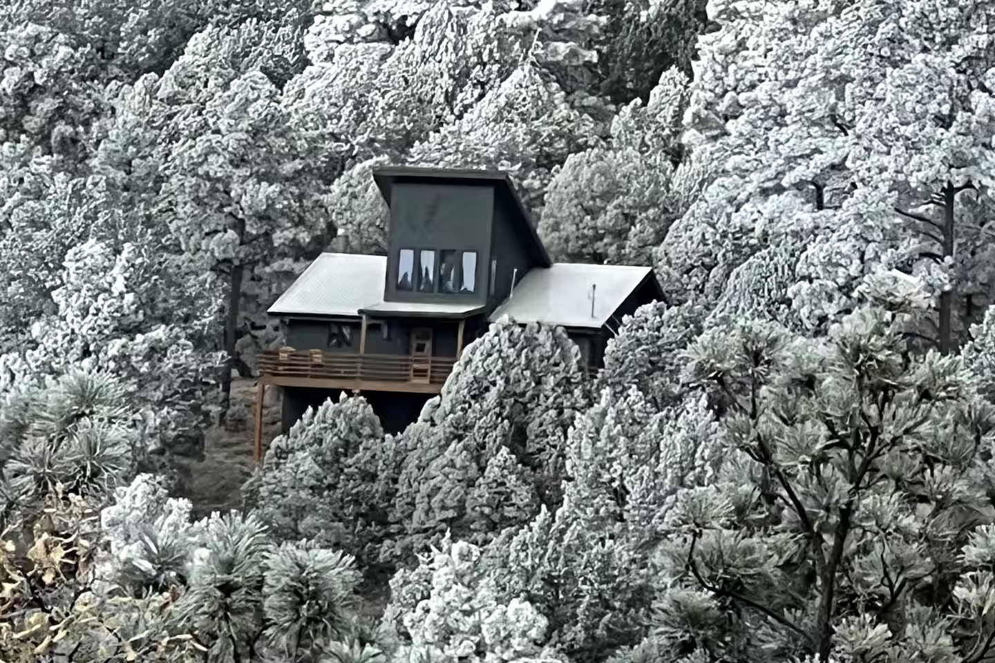 Deer Lover's Paradise